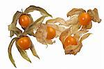 physalis fruit closeup isolated on white