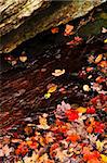 Shore of fall forest with colorful leaves floating in water
