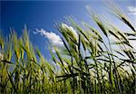 green wheat field and cloudy sky