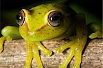 green tree frog Hypsiboas cinerascens in the Bolivian rain forest