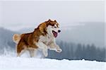 Husky running , showing big sharp teeth.