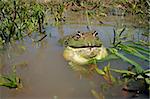 Male African giant bullfrog (Pyxicephalus adspersus) calling, South Africa