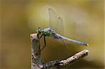 Eastern Pondhawk Dragonfly (erythemis simplicicollis) perched on a stick