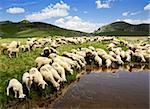 Sheep on the Bistra mountain drinking water on the glacier lake