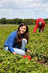 Beautiful woman eating a strawberry while picking strawberries on a farm in Denmark.