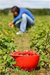 Bowl of strawberries and woman gathering strawberries on a farm in Denmark. Shallow depth of field, focus on strawberries