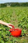 Bowl of strawberries and hand of woman gathering strawberries on a farm in Denmark.