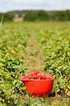 Bowl of strawberries on a field in Denmark.