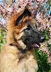 portrait of a puppy purebred belgian shepherd tervuren