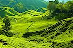 Tea farm at Cameron Highland Malaysia.