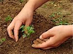 woman hands hoeing carrot sprouts on the vegetable bed