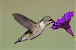 Juvenile Ruby-throated Hummingbird (archilochus colubris) in flight with a purple flower