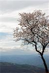 Pale pink almond bloom on a grey spring sky