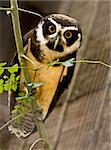 owl perched on branch staring at camera