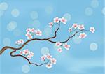 Dies ist die Darstellung einer blühenden Sakura, japanischer Kirschbaum