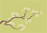 This is the vector illustration of a flowered sakura, japanese cherry tree