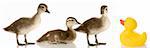 blended family - three baby mallard ducks and a rubber duck