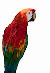 Red Macaw Parrot