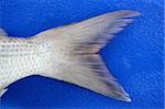 Denton fish, snapper tail detail over blue background