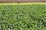 Baby cabbage green fields in Spain. Traditional agriculture