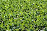 Baby cabbage green fields in Spain. Traditional agriculture