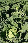 Green cabbage detail on a Spanish field on sunny day