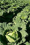 Green cabbage detail on a Spanish field on sunny day