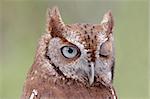 Close-up of an Eastern Screech-Owl (Megascops asio) winking with a green background