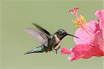 Male Ruby-throated Hummingbird (archilochus colubris) in flight with a Hibiscus flower