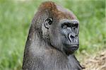 Western Lowland Gorillas in the wild