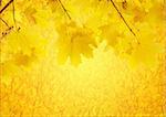 Autumn background with the yellow maple leaves