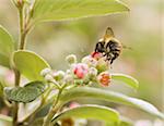 Bumble bee gathering pollen from a flower in summer