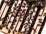 Honey Bee Colony: bees gathered on top of a wooden hive box.