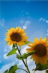 sunflowers under a blue sky / summer