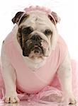english bulldog wearing pink tutu on white background