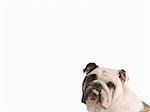 english bulldog sticking tongue out - room for copyspace