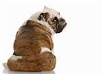 english bulldog sitting with backside to the camera