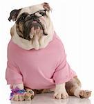 adorable female english bulldog wearing pink sweater and reading glasses