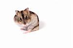 dwarf hamster isolated over white