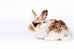 rabbit isolated over white