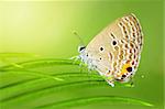 Caerulean Butterfly (Jamides celeno) perching on a leaf.