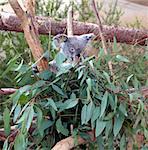 A koala bear peeks through a leafy branch