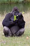 Gorilla eating its afternoon snack at the zoo