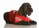 black american cocker spaniel puppy in red football jersey