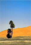 palm tree on the edge of Sahara desert (Erg Chebbi, Morocco)