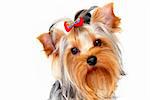 Yorkshire terrier portrait on isolated white background