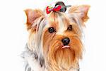 Yorkshire Terrier portrait isolated on white background