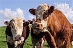 cow bull posing in a green field with blue sky