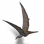 flying dinosuar Pteranodon. 3D render with clipping path and shadow over white