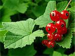 ripening redcurrant bunch on the branch